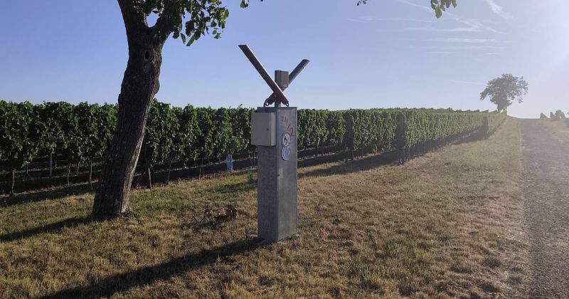 Schussapparat in den Weinbergen über Selzen zur Vogelabwehr
